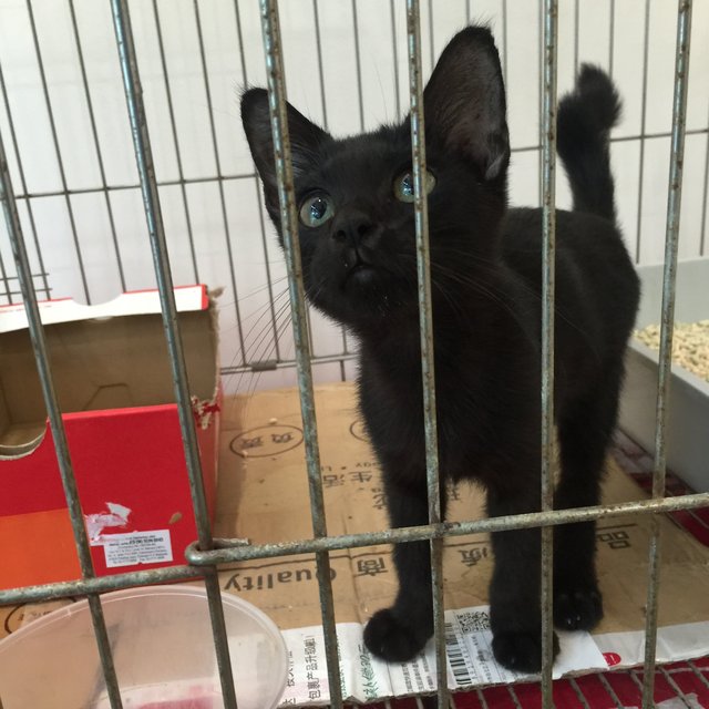 Hei Hei (Blackie) - Domestic Short Hair Cat