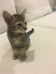 School Kittens  - Domestic Short Hair Cat