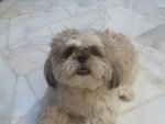 Gingerlee - Shih Tzu Dog