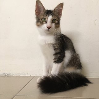 Gus - Domestic Medium Hair Cat