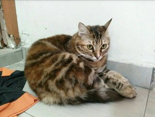 Faithnet - Domestic Long Hair Cat