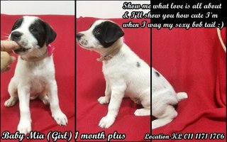 Baby Mia Girl - Mixed Breed Dog