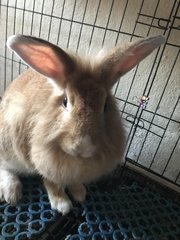 Chibi - Bunny Rabbit Rabbit