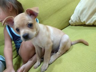 Cutie  - Boston Terrier Dog