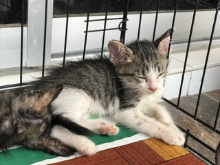 5 Kittens For Forever Home - Domestic Short Hair Cat
