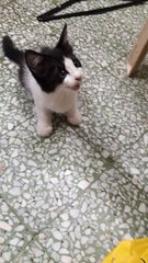 Choco - Domestic Short Hair Cat