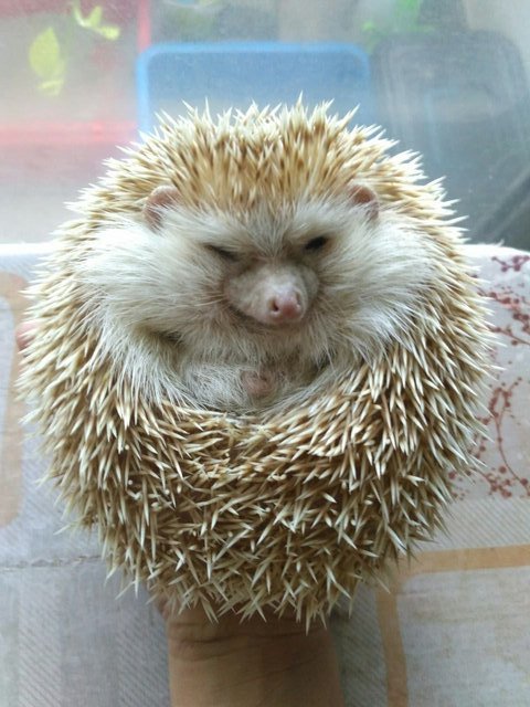 Minty, The Hedgehog - Hedgehog Small & Furry