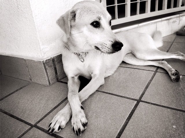 Mika - Mixed Breed Dog