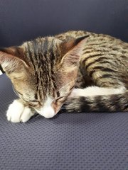 Rare 3-color Male Tabby (Free Neuter) - Domestic Short Hair Cat