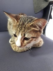 Rare 3-color Male Tabby (Free Neuter) - Domestic Short Hair Cat