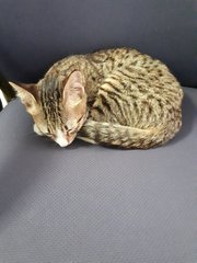 Rare 3-color Male Tabby (Free Neuter) - Domestic Short Hair Cat