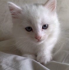 Marshmallow  - Domestic Medium Hair Cat