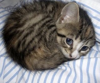 Coco Puff  - Domestic Short Hair Cat