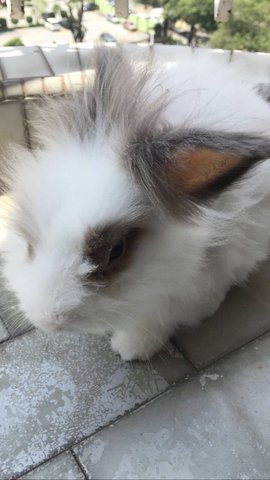Dong Dong - Bunny Rabbit Rabbit