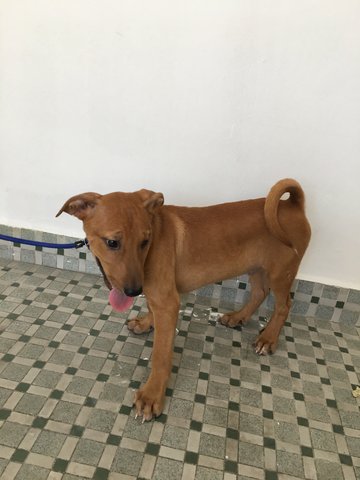 Leo - Mixed Breed Dog