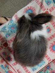 Momo - Angora Rabbit + Lionhead Rabbit