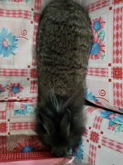 Pine - Lionhead Rabbit