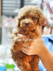 Adorable Brown Female Ti1ny Toy Poodle  - Poodle Dog