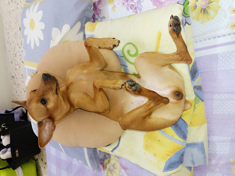 Chubby - Miniature Pinscher Dog