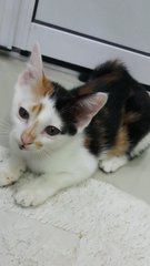 Bella  - Domestic Short Hair Cat