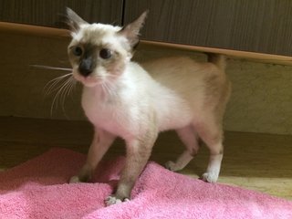 (Urgent) Cross-eyed - Siamese + Domestic Short Hair Cat