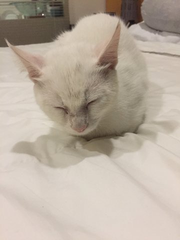White - Domestic Medium Hair Cat