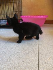Black Panther For Free Adoption - Domestic Short Hair Cat