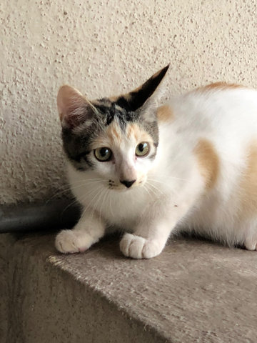 Mocha C - Domestic Short Hair Cat