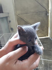 Russian Blue Boy - Russian Blue + Oriental Short Hair Cat