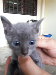 Russian Blue Boy - Russian Blue + Oriental Short Hair Cat