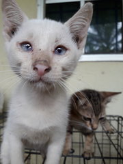 Si Putih - American Curl + American Shorthair Cat