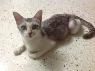 Good Girl 💓💕 Polar - Domestic Short Hair Cat
