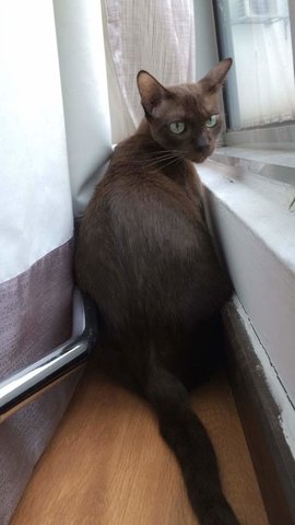 Coco - Tonkinese + Domestic Short Hair Cat
