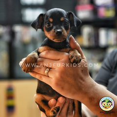 Quality Male Mini Pinscher P3uppy - Miniature Pinscher Dog