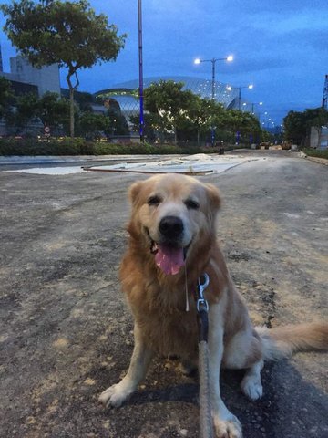 Morphy - Golden Retriever Dog