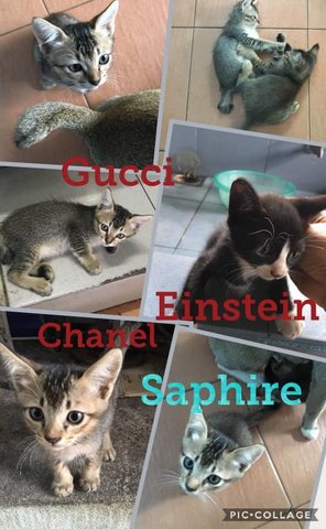 Gucci, Einstein, Chanel, Saphire - Domestic Medium Hair Cat