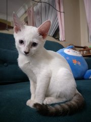 Cik Puteh - Domestic Short Hair Cat