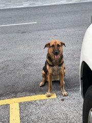 Aby - Mixed Breed Dog
