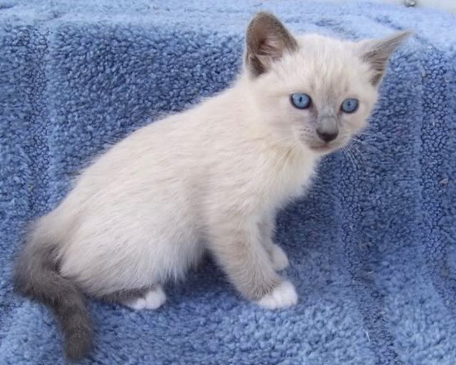 Snowball  - Domestic Short Hair Cat