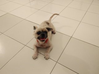 Coco  - Pug + Shih Tzu Dog