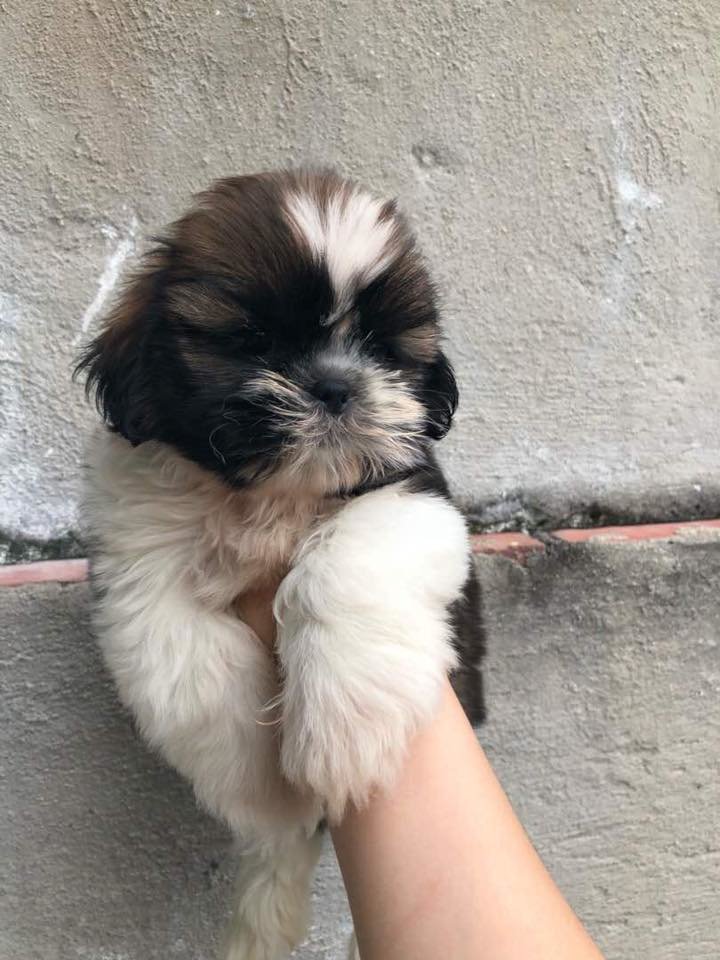 Shih Tzu Puppies Sold 6 Years 8 Months, Shih Tzu Puppy (Promotion