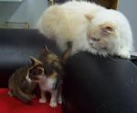 Shorty &amp; Sweety - Domestic Short Hair Cat