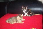 Shorty &amp; Sweety - Domestic Short Hair Cat