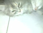 Kenya @ Ken - Domestic Long Hair Cat