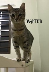 Water - Tabby Cat