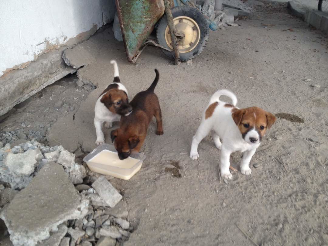 Mixed Breed Puppies Adopted - 2 Years 10 Months, Toffy 