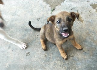 Mixed Breed Puppies Adopted - 2 Years 10 Months, Toffy 
