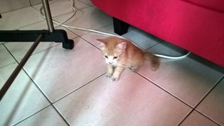 Joe - Domestic Medium Hair Cat