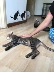 Sudu - Tabby Cat