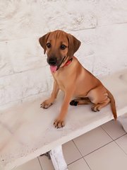 Meeki - Yellow Labrador Retriever Mix Dog